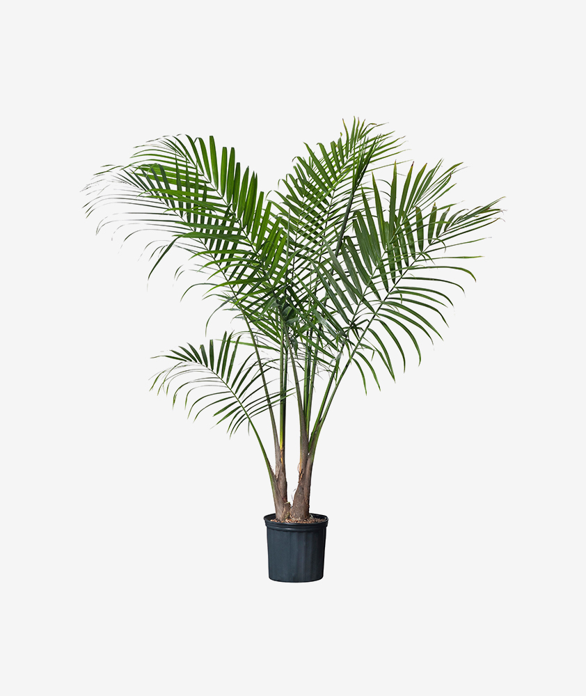 Proin vitae mi pretium 